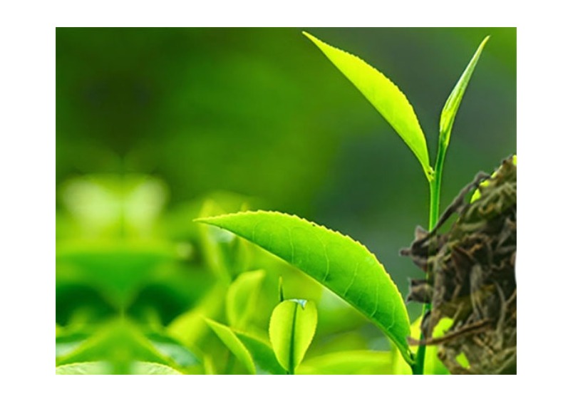 Sri Lanka Tea Board Affirms Rapid Stabilization of Ceylon Tea Industry Post-Cyclone Ditwa